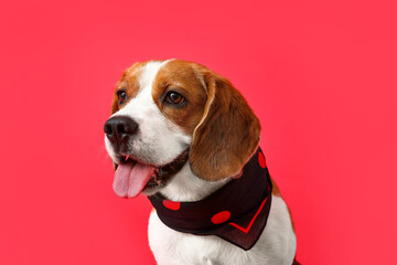 Cute Beagle dog in scarf on red background, closeup