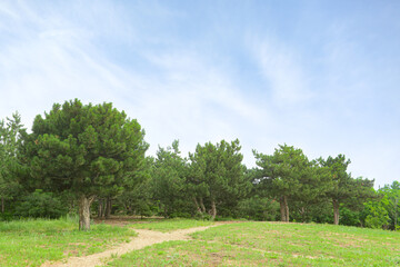 Fototapeta premium Panorama of beautiful coniferous forest