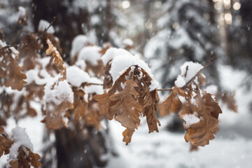 Dry oak leaves on tree branch covered with snow in the forest during a snowfall in winter.
