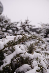 snow covered tree