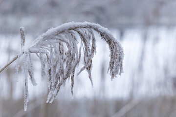 Reed bent from weight of snow . Winter landscape.