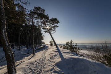 Sunny winter day at Bltic seaside. Sun shine through pine forest trees.