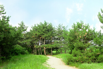 Pathway in beautiful coniferous forest