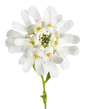 Candytuft flower