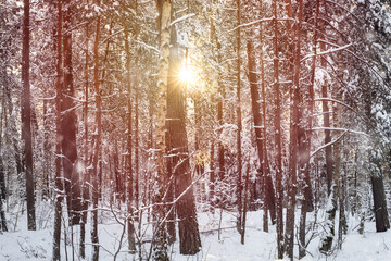 Sunny winter day in the forest.
