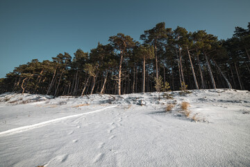 Sunny winter day at Bltic seaside in Lithuania. Wide angle view of beautiful pine forest in winter.