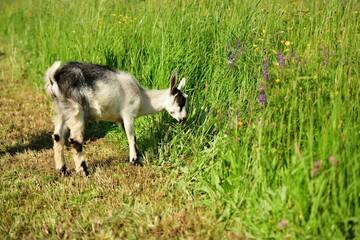 The domestic goat grazes on a green grass meadow 