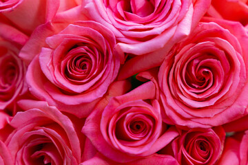 pink roses background