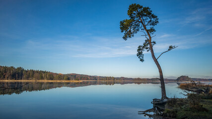 Einsamer Baum wacht über den See