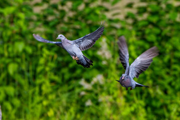 Hohltauben (Columba oenas)