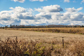 White clouds over fields of corn at harvest time.  Shot in the Ottawa Valley of Ontario, Canada.