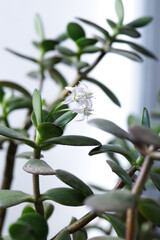 The money tree is blooming. Crassula ovata Bonsai style. Ornamental plant for home.