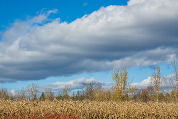 Obraz premium White clouds over fields of corn at harvest time. Shot in the Ottawa Valley of Ontario, Canada.