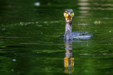 Kormoran (Phalacrocorax carbo)