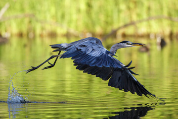 Graureiher (Ardea cinerea)
