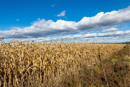 White Clouds Over Fields Of Corn At Harvest Time.  Shot In The Ottawa Valley Of Ontario, Canada.