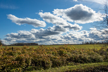 Fototapeta premium A rural roadside at harvest time with puffy white clouds. Shot in the farm counrty of the Ottawa Valley (Ontario, Canada) in early November.