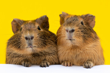 two cute Funny guinea pig on a yellow background