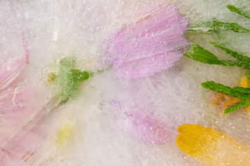 Various flowers in ice. Creative floral background. Frozen beautiful plants.