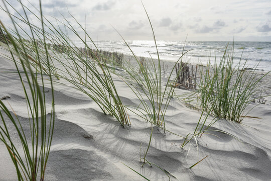 Dune grass, sea and beach 