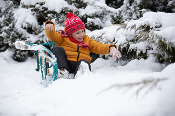 A little boy sits in a sleigh on the snow against the background of snow-covered fluffy Christmas trees. Child on a winter day.