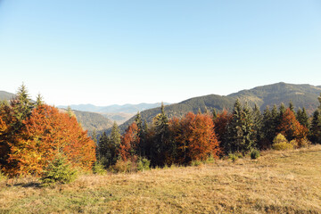 Fototapeta na wymiar Picturesque view of beautiful mountain forest in autumn