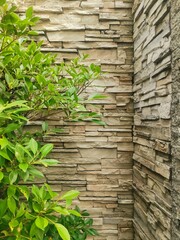 ivy on the wall