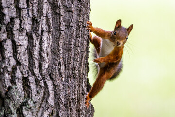 Eichhörnchen (Sciurus vulgaris) © Rolf Müller
