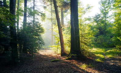 Fototapeta premium Path in the forest in autumn - fall, with glowing sun.
