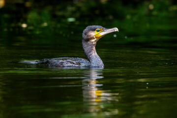 Kormoran (Phalacrocorax carbo)