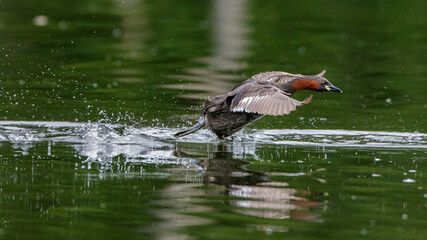 Zwergtaucher (Tachybaptus ruficollis)