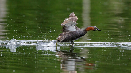 Zwergtaucher (Tachybaptus ruficollis)