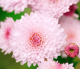 Beautiful pink chrysanthemums, selective focus.Top view