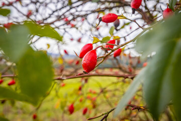 Typical autumn plant, red rose hips.