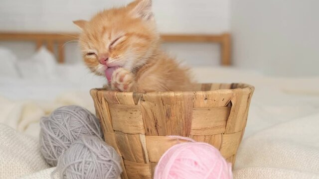 Cute red kitten Cat playing in basket with pink and grey balls skeins of thread on white bed.