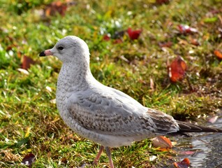 seagull on the grass