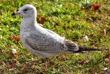 seagull on the grass