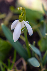 spring snowdrop flower