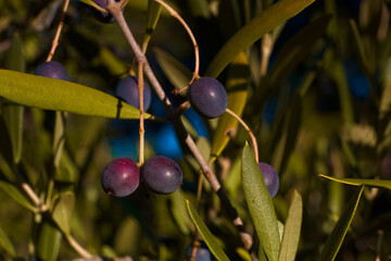 drzewo oliwne owoce jesień gałęzie liście natura - obrazy, fototapety, plakaty