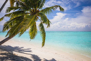 A paradise beach on an island with turquoise water and beautiful exotic palm - Maldives
