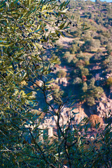 drzewo oliwne owoce jesień gałęzie liście natura - obrazy, fototapety, plakaty