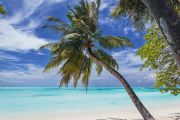 A paradise beach on an island with turquoise water and beautiful exotic palm - Maldives
