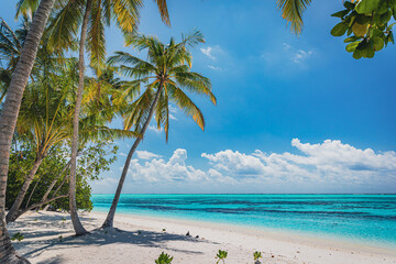 A paradise beach on an island with turquoise water and beautiful exotic palm - Maldives