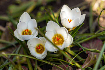 white crocus flowers