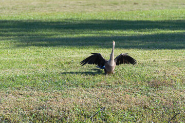 Anhinga Sunning Itself at the Edge of a Golf Course in New Orleans City Park