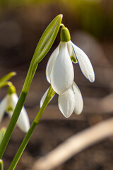 spring snowdrop flowers