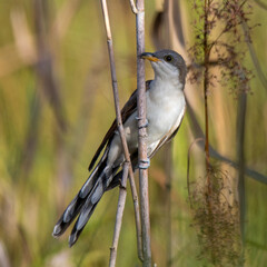 yellow billed cuckoo