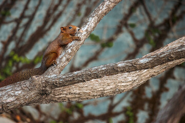 Fototapeta na wymiar Asian red squirrel on dry branch