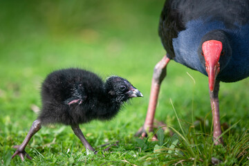 Baby Pukeko chick with mother Pukeko on the green grass field, Western Springs park, Auckland.