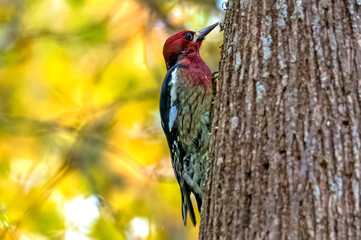 red bellied sapsucker